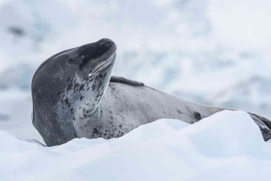 Foca Leopardo - Antártida 08.jpg